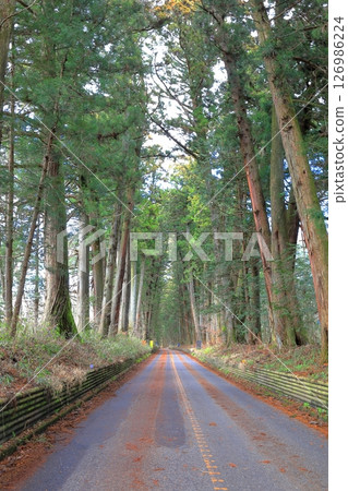 栃木縣日光市令平石街道日光杉林蔭大道 栃木縣日光市令平石街道日光杉林蔭大道 126986224
