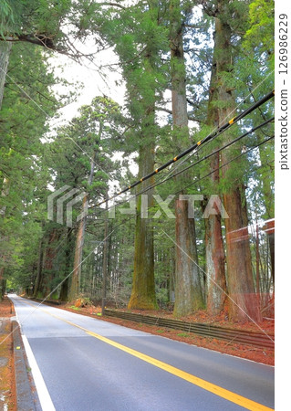 日光杉林蔭大道 日光高速公路 並木太郎 / 栃木縣日光市 日光杉林蔭大道 日光高速公路 並木太郎 / 栃木縣日光市 126986229