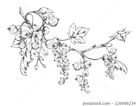 Currant gooseberry garden berry hanging on branches in group clusters with green leaves, hand drawn in vector ink. Isolated illustration for craft eco cosmetics, aroma candles, organic food jam labels Currant gooseberry garden berry hanging on branches in group clusters with green leaves, hand drawn in vector ink. Isolated illustration for craft eco cosmetics, aroma candles, organic food jam labels 126986234