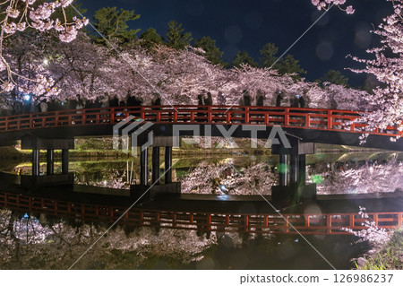 Illuminated Hirosaki cherry blossoms at night Illuminated Hirosaki cherry blossoms at night 126986237