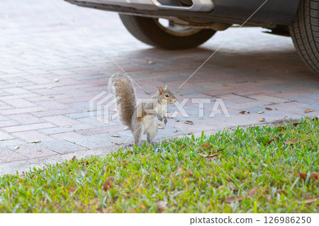 An upright eastern gray squirrel appears in an American residential area 126986250