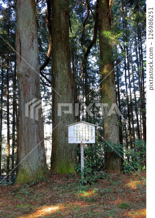 Nikko Cedar Tree Lined Road Nikko Kaido Cannonball-struck Cedars / Nikko City, Tochigi Prefecture Nikko Cedar Tree Lined Road Nikko Kaido Cannonball-struck Cedars / Nikko City, Tochigi Prefecture 126986251