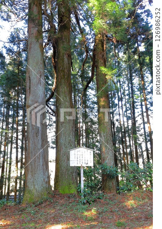 Nikko Cedar Tree Lined Road Nikko Kaido Cannonball-struck Cedars / Nikko City, Tochigi Prefecture Nikko Cedar Tree Lined Road Nikko Kaido Cannonball-struck Cedars / Nikko City, Tochigi Prefecture 126986252