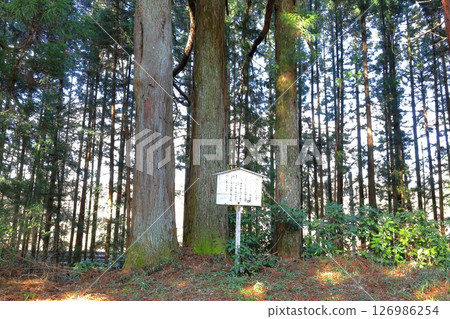 Nikko Cedar Tree Lined Road Nikko Kaido Cannonball-struck Cedars / Nikko City, Tochigi Prefecture 126986254