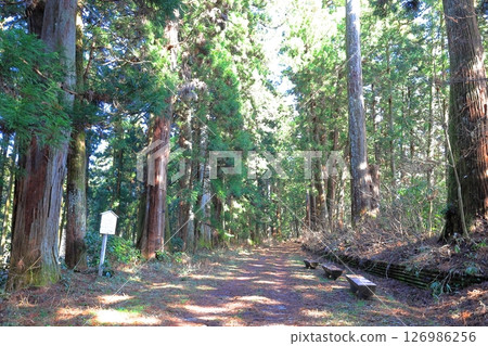 Nikko Cedar Tree Lined Road Nikko Kaido Cannonball-struck Cedars / Nikko City, Tochigi Prefecture 126986256