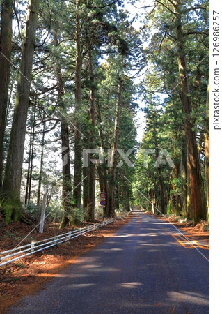 Nikko Cedar-lined Road Nikko Road/Nikko City, Tochigi Prefecture Nikko Cedar-lined Road Nikko Road/Nikko City, Tochigi Prefecture 126986257