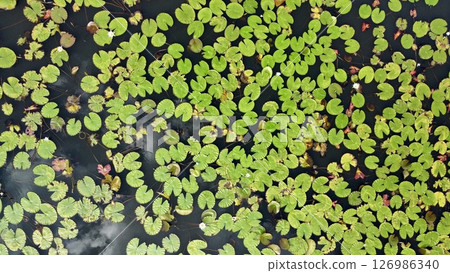 Still Waters and Lily Pads with Cloud reflection 126986340