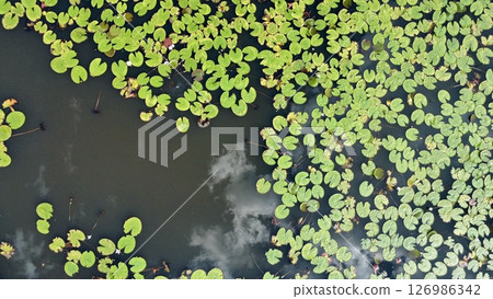 Still Waters and Lily Pads with Cloud reflection Still Waters and Lily Pads with Cloud reflection 126986342