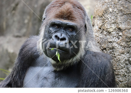 Gorilla holding grass Gorilla holding grass 126986368