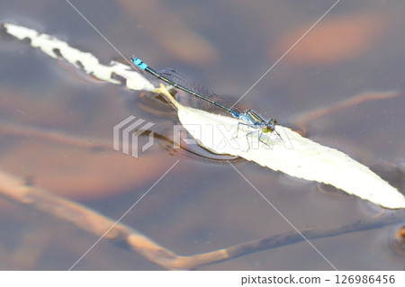 Kuroitombo (male) 126986456