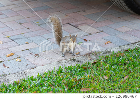 An eastern gray squirrel staring right at me An eastern gray squirrel staring right at me 126986467