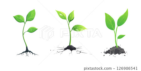 Plant Growth Stages Seedling to Sapling See Photos 126986541