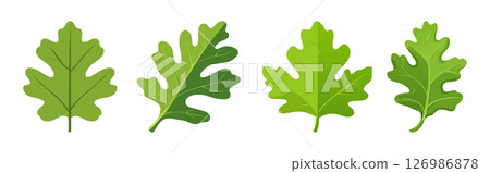 Oak Leaf Images High Quality Nature Photos Oak Leaf Images High Quality Nature Photos 126986878