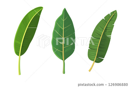 3 Green Leaves Tropical Botanical Nature Images 3 Green Leaves Tropical Botanical Nature Images 126986880