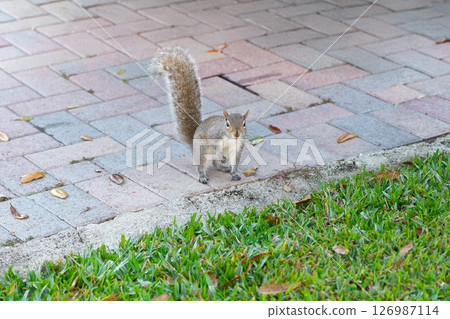 An eastern gray squirrel staring right at me An eastern gray squirrel staring right at me 126987114