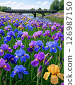 Iris 126987150