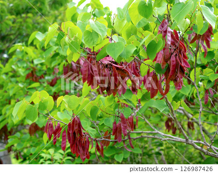 Redbud fruit 126987426