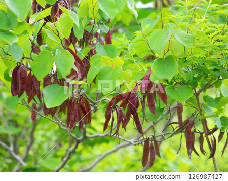 Redbud fruit Redbud fruit 126987427