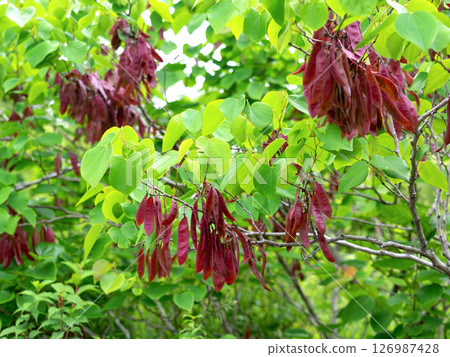 紫荊果 紫荊果 126987428