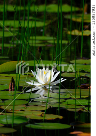 大谷垂枝櫻花公園 2025 白睡蓮 126987932