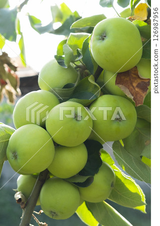 A branch of ripening green apples hangs on a tree in the garden. 126987956