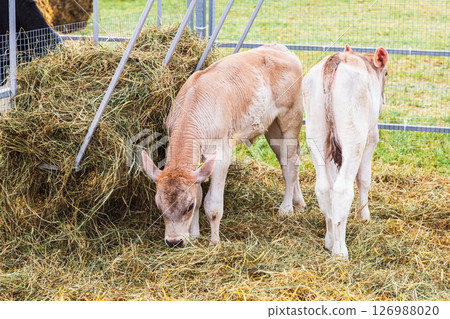 young calf of Swiss cattle breed young calf of Swiss cattle breed 126988020