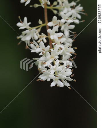 日本木瓜的白色花朵特寫（位於新的綠色山茶花枝的末端） 126988765