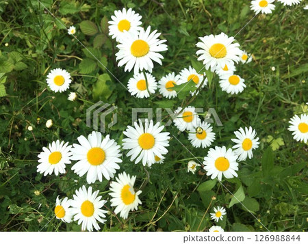 Field of daisies or common chamomile. 126988844