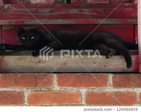 What is this?! (A black cat lying in front of a red shrine and staring at me) What is this?! (A black cat lying in front of a red shrine and staring at me) 126988859