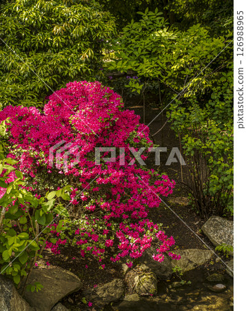 Beautiful Japanese Garden with Vibrant Pink tsutsusi azalea flowers and Lush Green Foliage 126988965