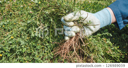 farmer man weeding a field by hand, banner farmer man weeding a field by hand, banner 126989039