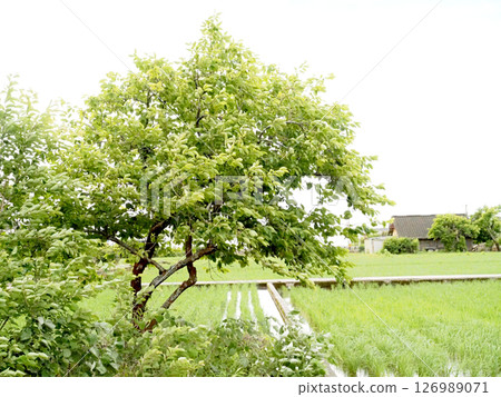 A storm in early summer? (Persimmon trees blown by the wind and the Kocho plains where rice planting has been completed) A storm in early summer? (Persimmon trees blown by the wind and the Kocho plains where rice planting has been completed) 126989071