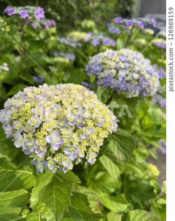 Hydrangea of light color 126989159