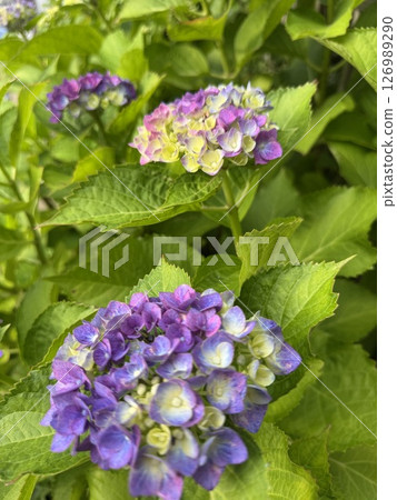 Hydrangea that begins to bloom 126989290