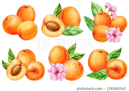 Watercolor apricot fruit set with leaves flowers, hand painted fresh apricots collection isolated on white, summer botanical food Watercolor apricot fruit set with leaves flowers, hand painted fresh apricots collection isolated on white, summer botanical food 126989342