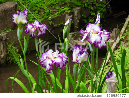 Iris Iris 126989377