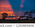 Vibrant Sunset Over African Savanna Trees 126989406