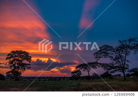 Vibrant Sunset Over African Savanna Trees Vibrant Sunset Over African Savanna Trees 126989406