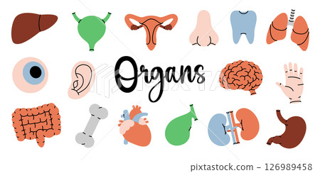 Human organs. Heart, kidneys, gallbladder, intestines, tooth, brain, lungs, stomach, liver, reproductive system, eye, hand, nose, bone, ear, bladder. 126989458