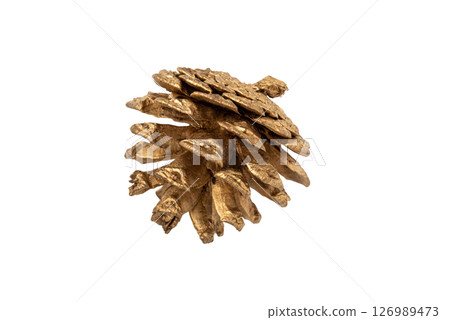 One golden pine cone on a white background 126989473