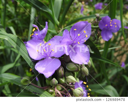  Spiderwort 126989478