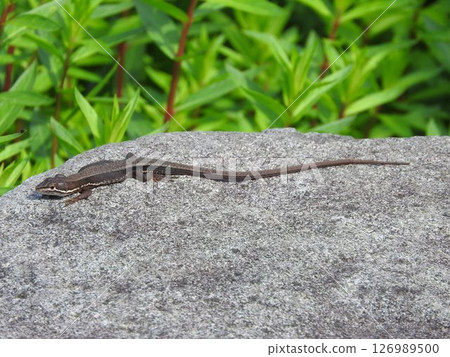 Japanese kana snake 126989500