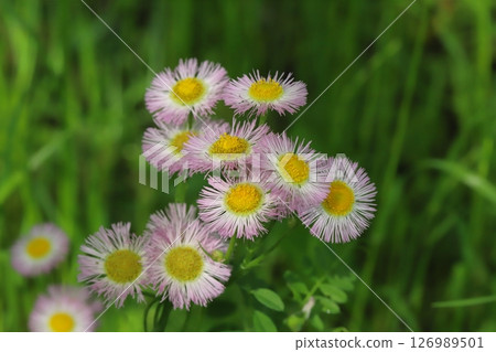 Pink flowers of halcyon blooming in a spring field 126989501
