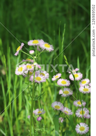 Pink flowers of halcyon blooming in a spring field Pink flowers of halcyon blooming in a spring field 126989502