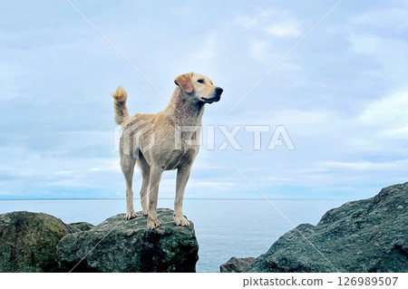 Labrador dog pet walking along the sea 126989507