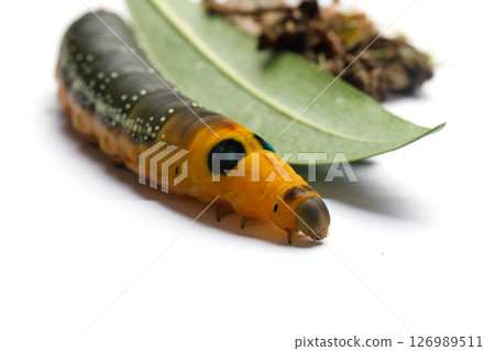 Beautiful Caterpillar of Oleander Hawk moth or Daphnis nerii Butterfly Beautiful Caterpillar of Oleander Hawk moth or Daphnis nerii Butterfly 126989511