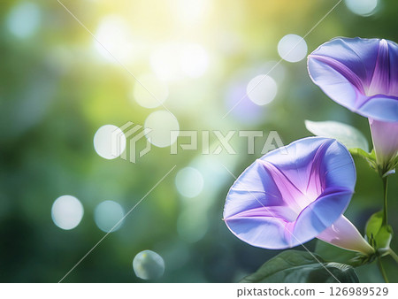 牽牛花，空地，綠色 126989529