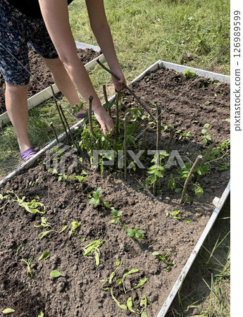 A woman tying up tomatoes. Working on a garden bed in the vegetable garden. 126989599