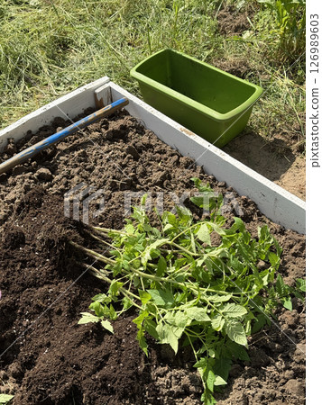 A tall garden bed with a wooden base, filled with fertile soil. Tomato seedlings lie on it before planting in the bed. 126989603