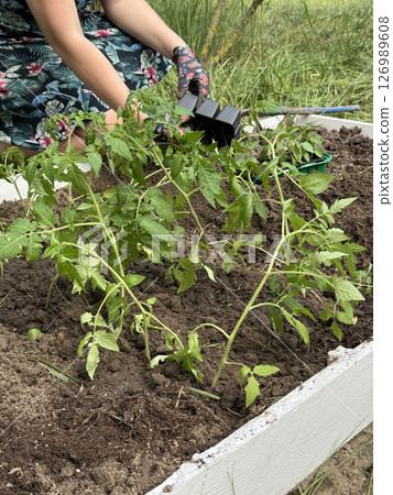 A woman takes tomato seedlings out of plastic containers. Places them on a garden bed for planting. 126989608